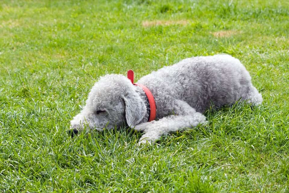 bedlington-terrier