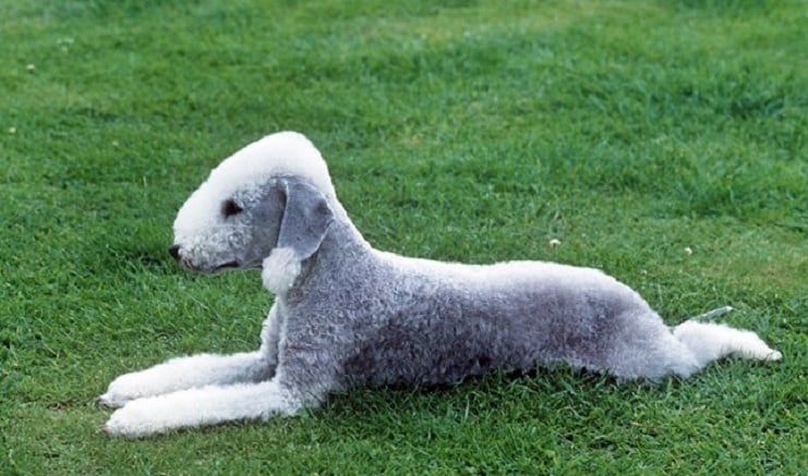 bedlington-terrier
