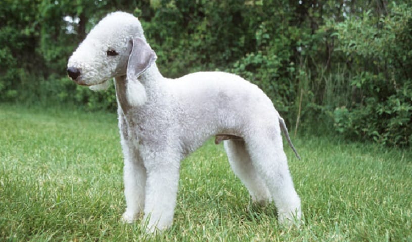 bedlington-terrier