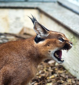 caracal