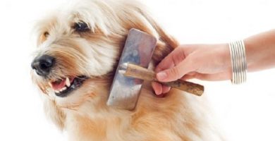 como-cepillar-a-un-perro
