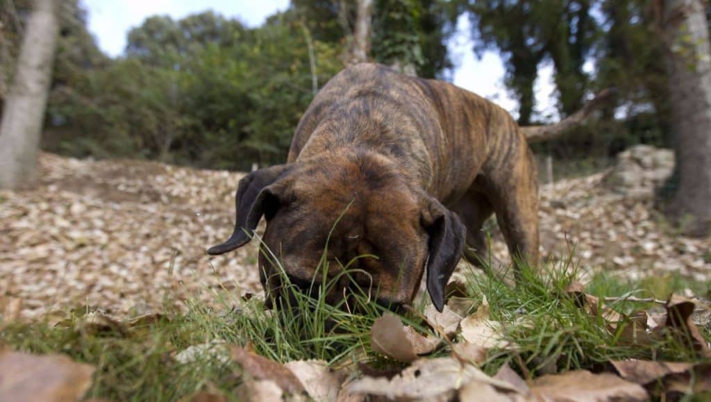 coprofagia-perros