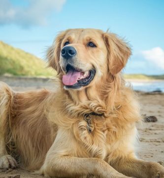cuidados-perro-verano