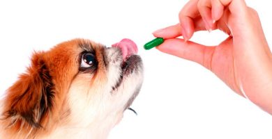 darle-una-pastilla-a-un-perro