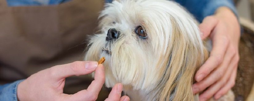 darle-una-pastilla-a-un-perro