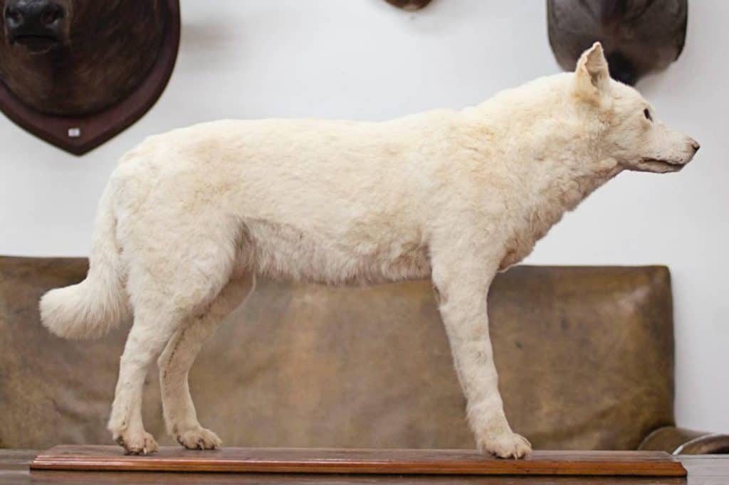 【Kuri 】 ⋆ Historia, fotos y más 【2020】