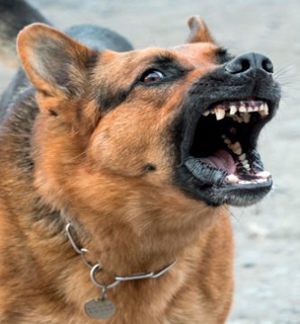 perro-agresivo