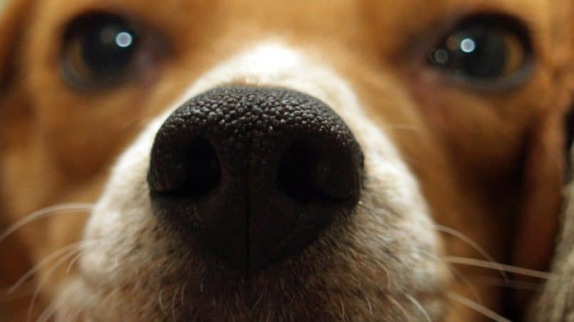 perro-oler-entrepierna