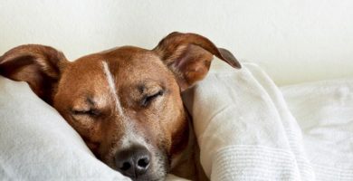 perro-tiembla-duerme