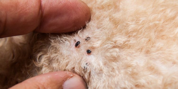 pulgas-en-perros