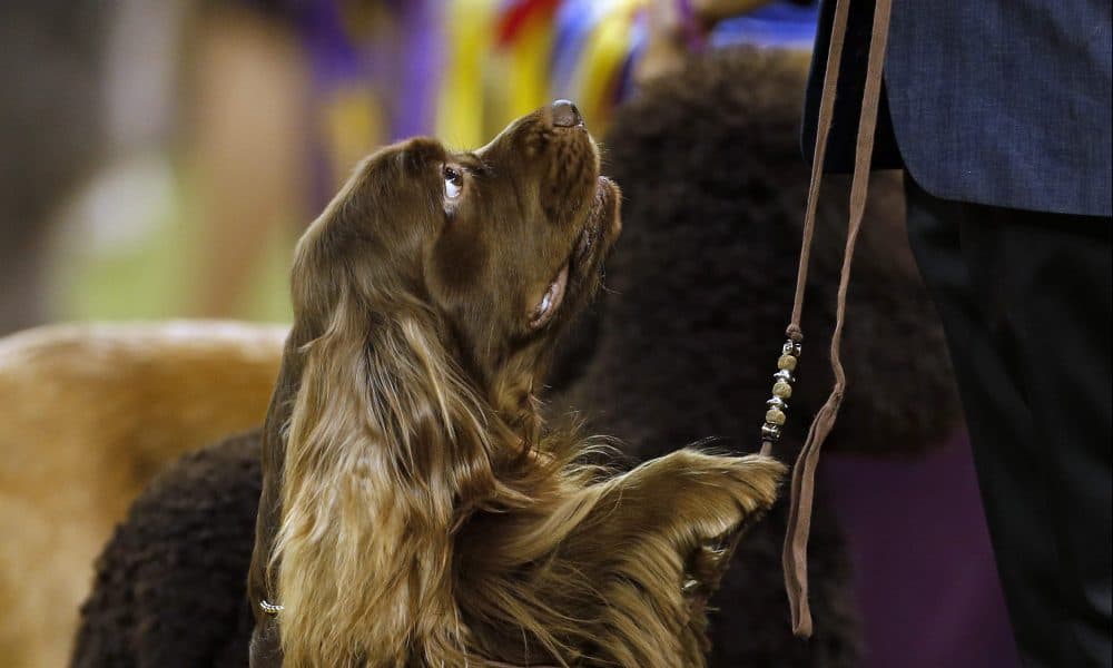 Sussex-Spaniel
