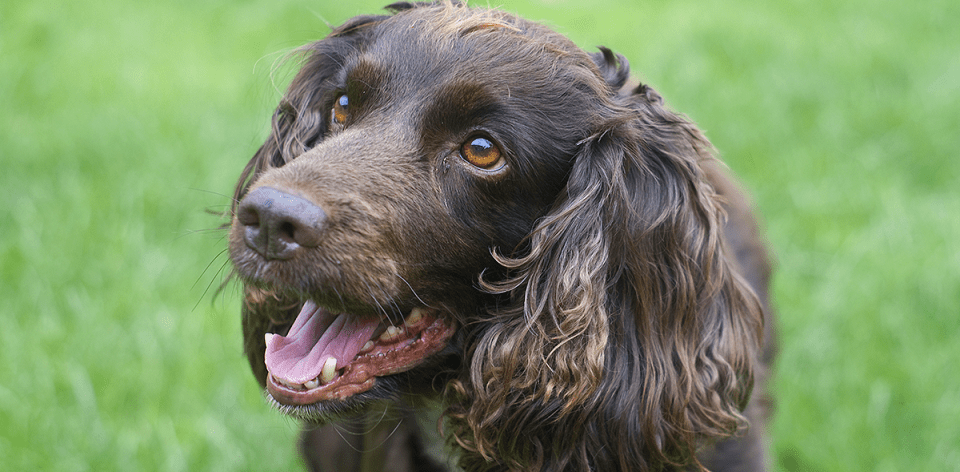 Sussex-Spaniel