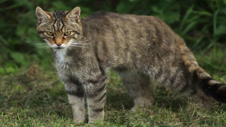 El gato montés - El esquivo felino salvaje de los bosques ⋆ Historia ...