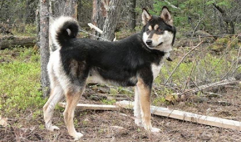 laika-Siberia-oriental