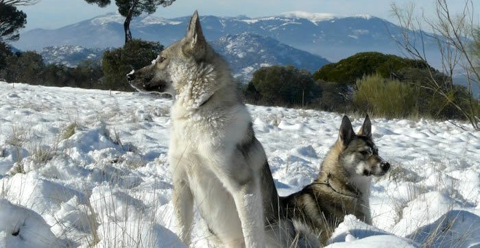 laika-Siberia-oriental