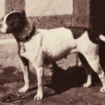 perro Bull-y-Terrier