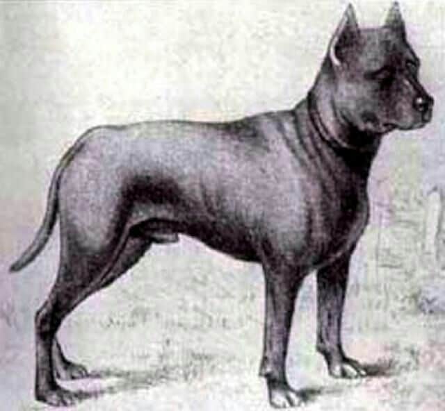 Paul-Terrier-Azul