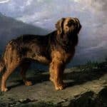 mastin-alpino extinto