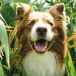 Alimentos Orgánicos para Mascotas